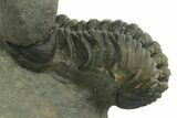 Two Curled Austerops Trilobite Fossils - Ofaten, Morocco #384229-4